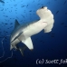shark_hammerhead_scalloped_mo_ci_h_0232_cos4188.jpg